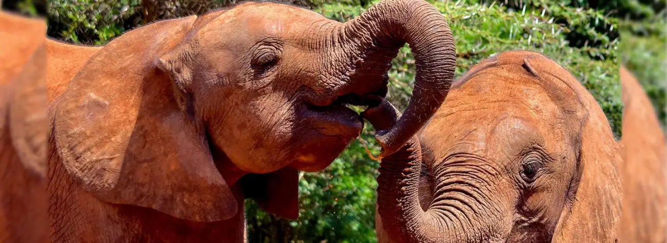 Sheldrick Wildlife Trust: Elephant and Rhino Nursery